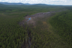 Съемка с коптера погибшего леса вдоль русла реки Тамшёр, июль 2021