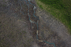 Съемка с коптера погибшего болота вдоль русла реки Тамшёр, июль 2021