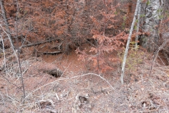 Погибший лес в долине реки Ольховка, октябрь 2018
