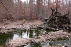 Погибший лес в долине реки Ольховка, октябрь 2018